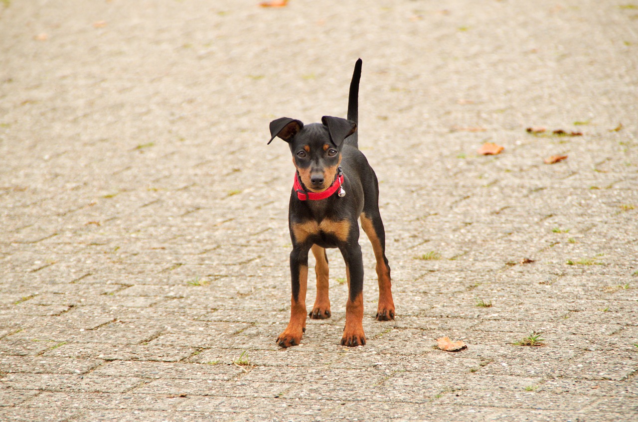 miniature pinscher cute dog free photo