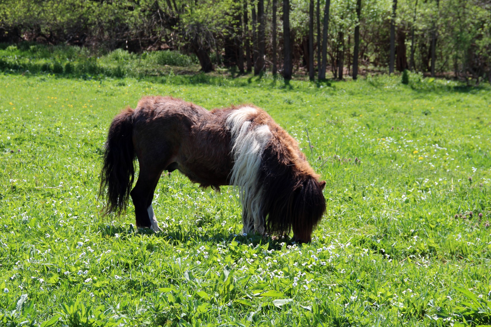 pony horse horses free photo