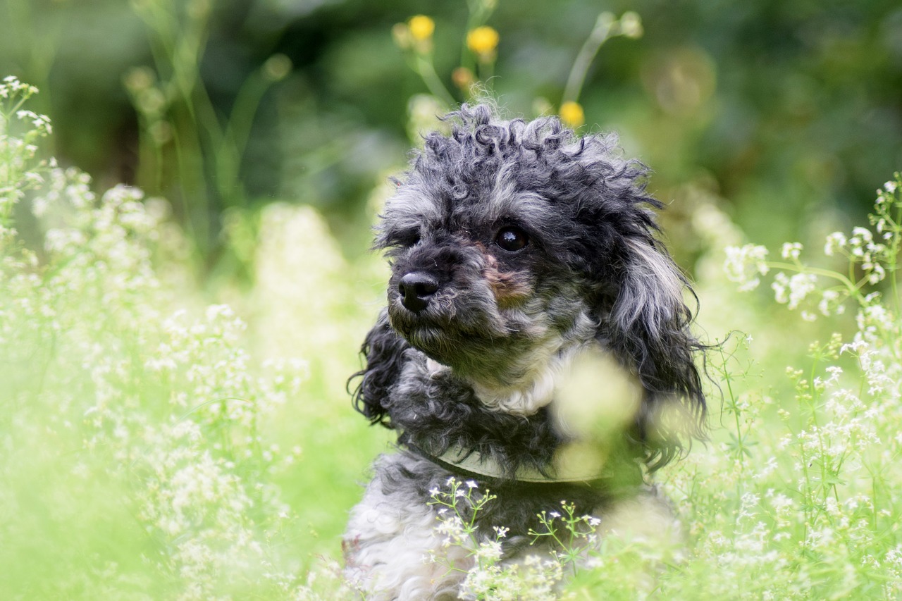 miniature poodle dog poodle free photo