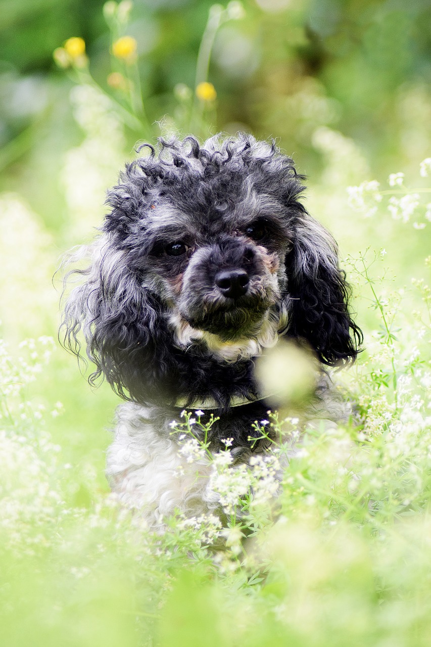 miniature poodle dog poodle free photo