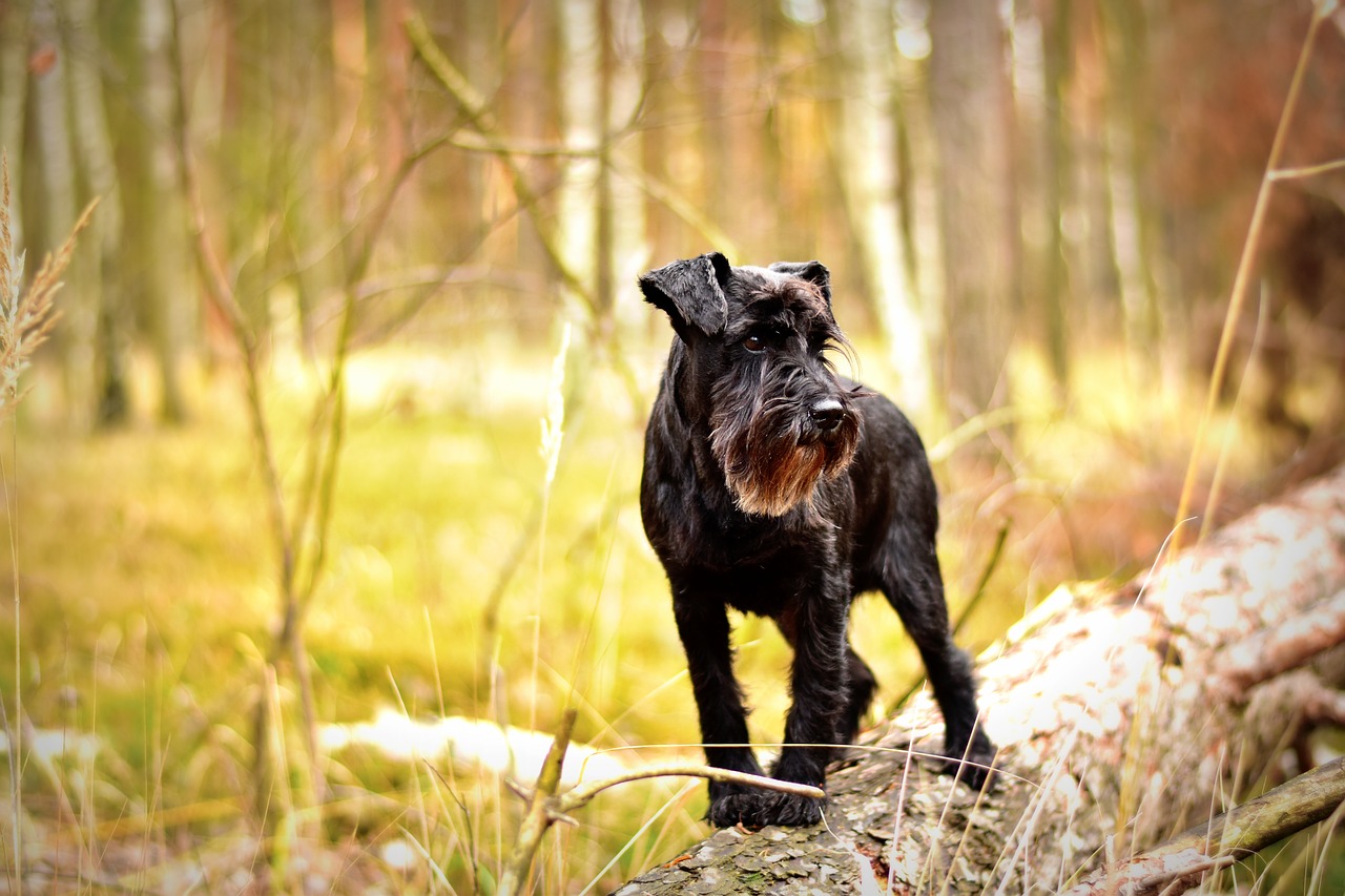miniature schnauzer dog pet photography free photo