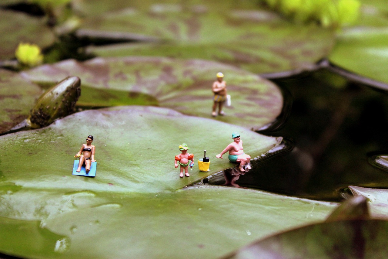 miniatures miniature photography water lily free photo