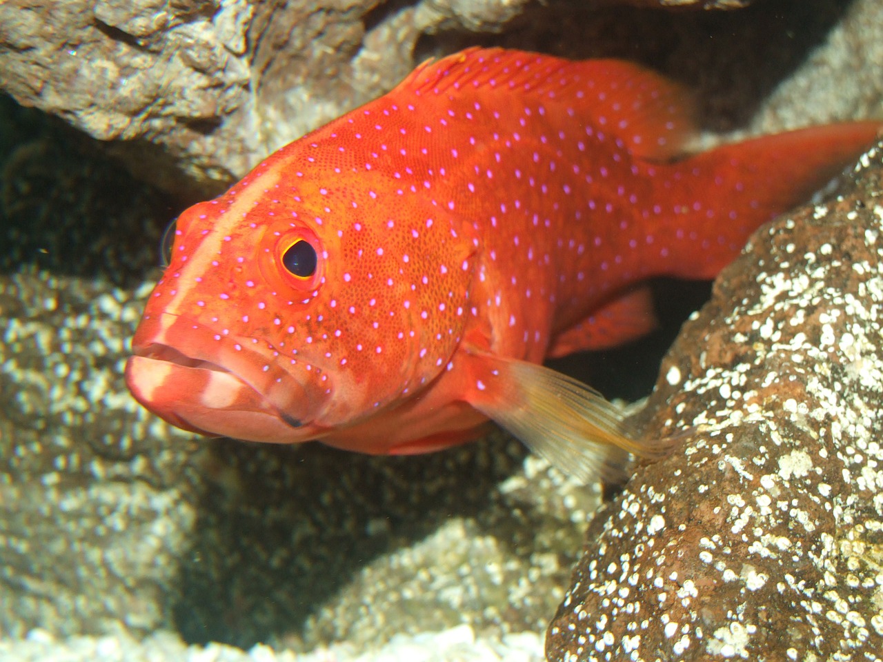 miniatus grouper grouper ocean free photo