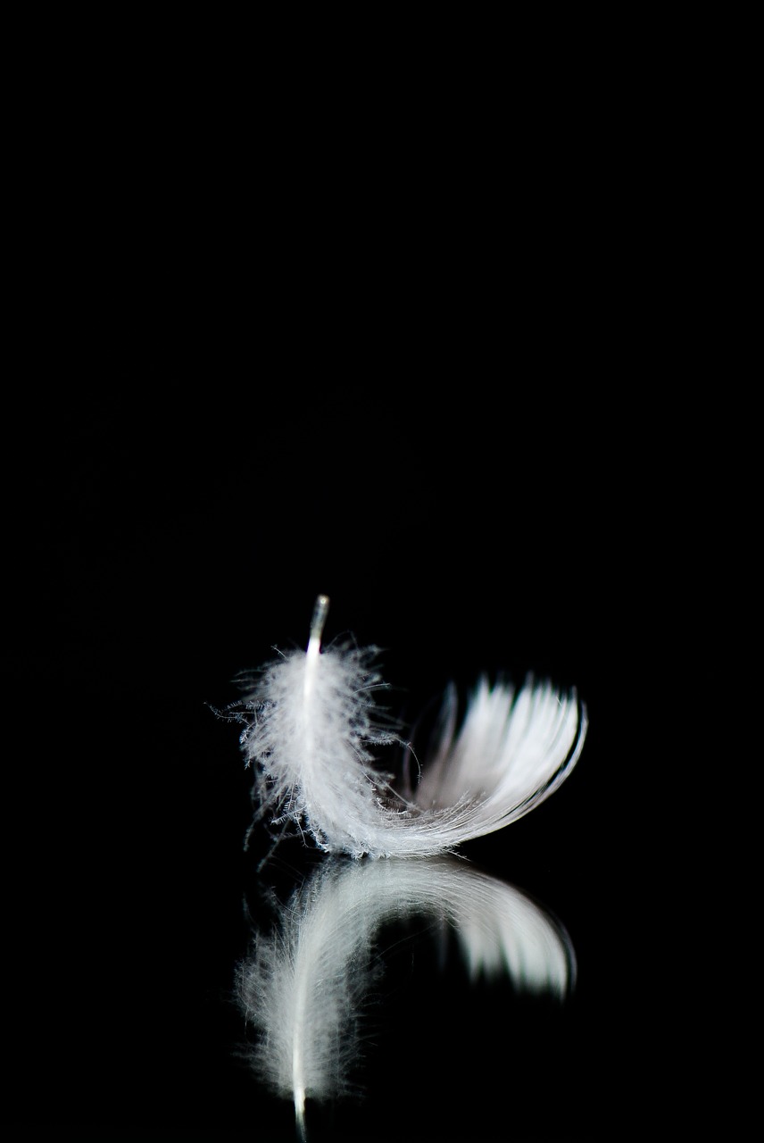 minimal feather white free photo