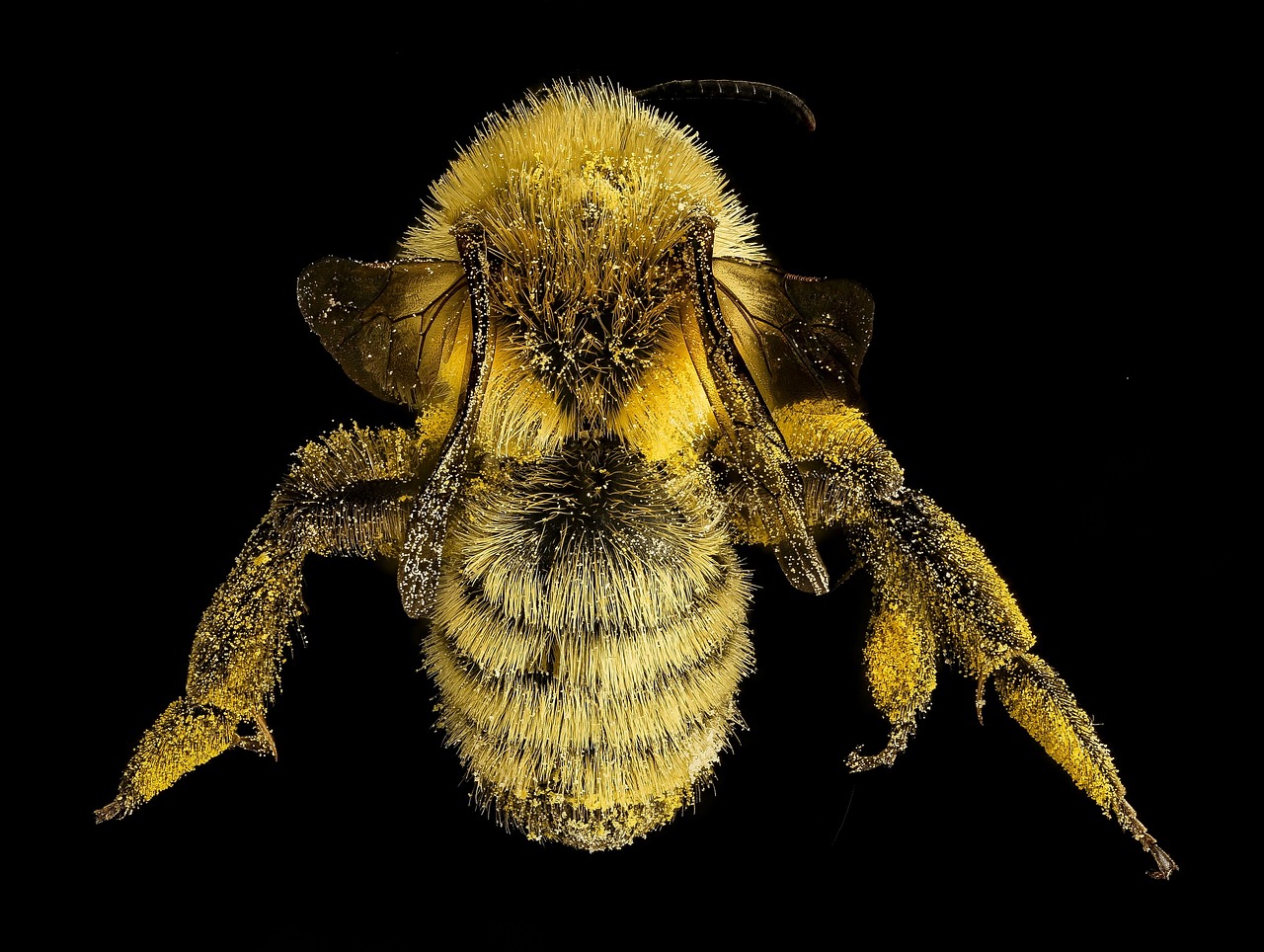 mining bee insect macro free photo