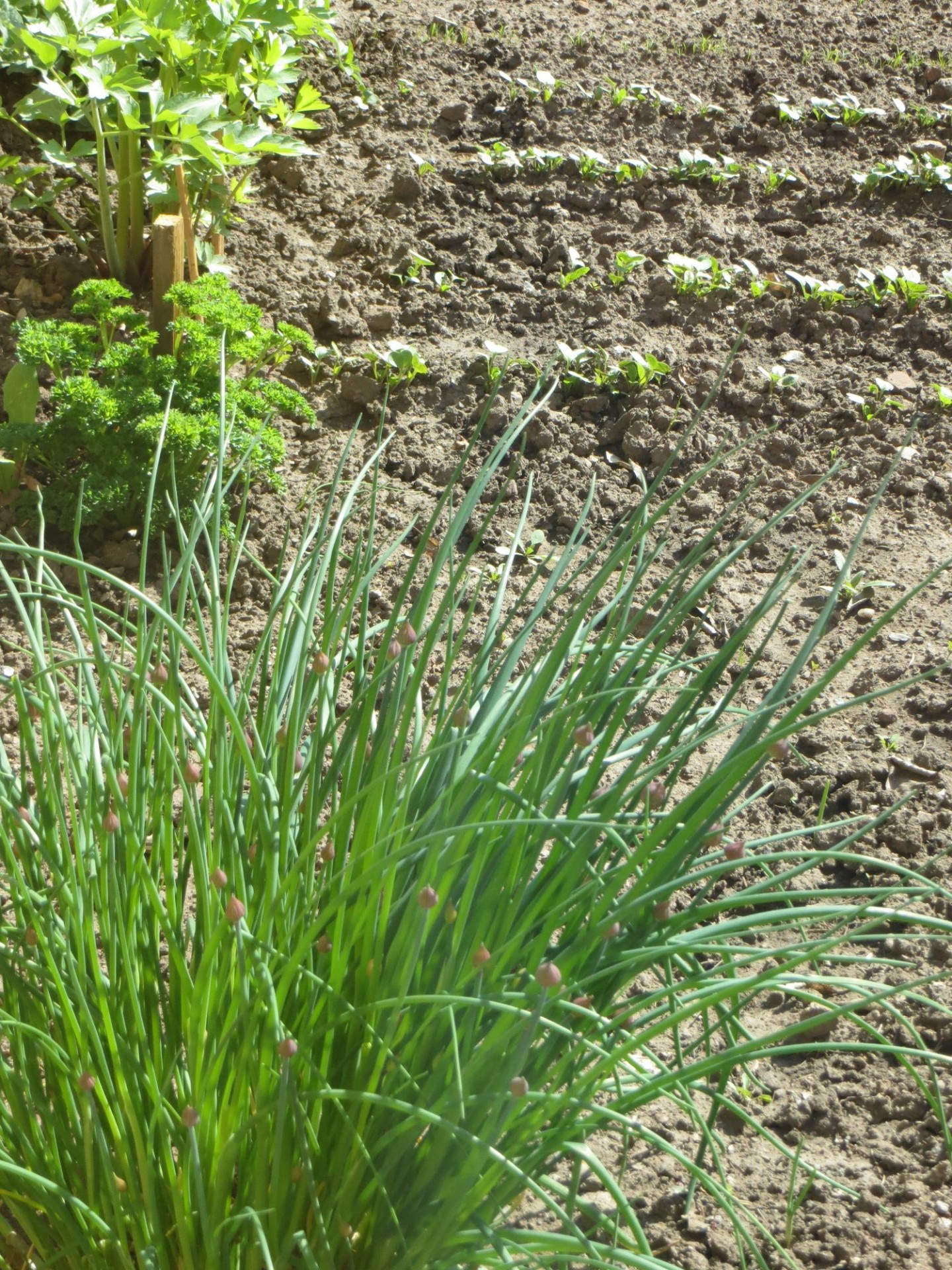 garden plants tiny garden free photo