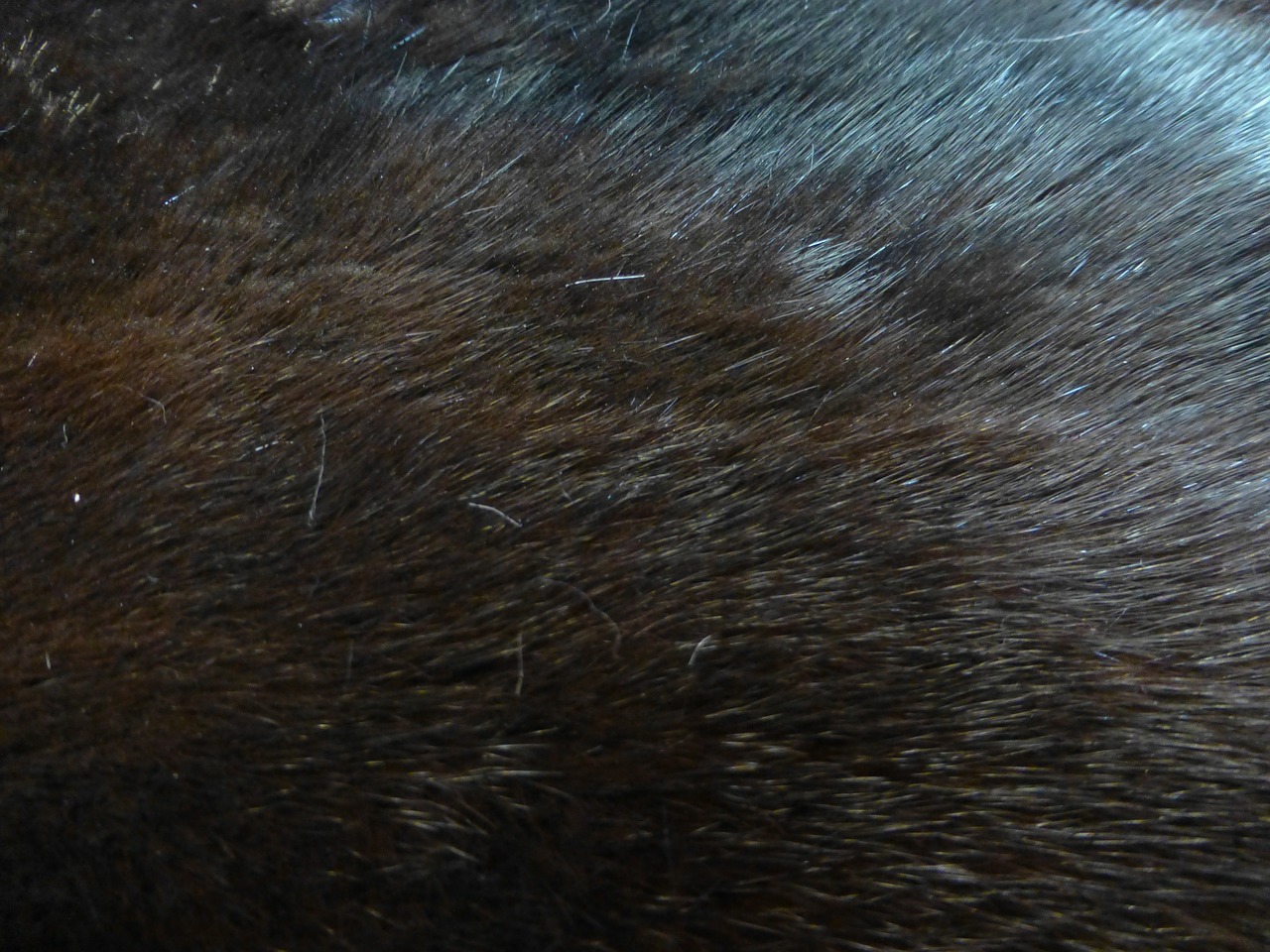 mink fur taxidermy free photo