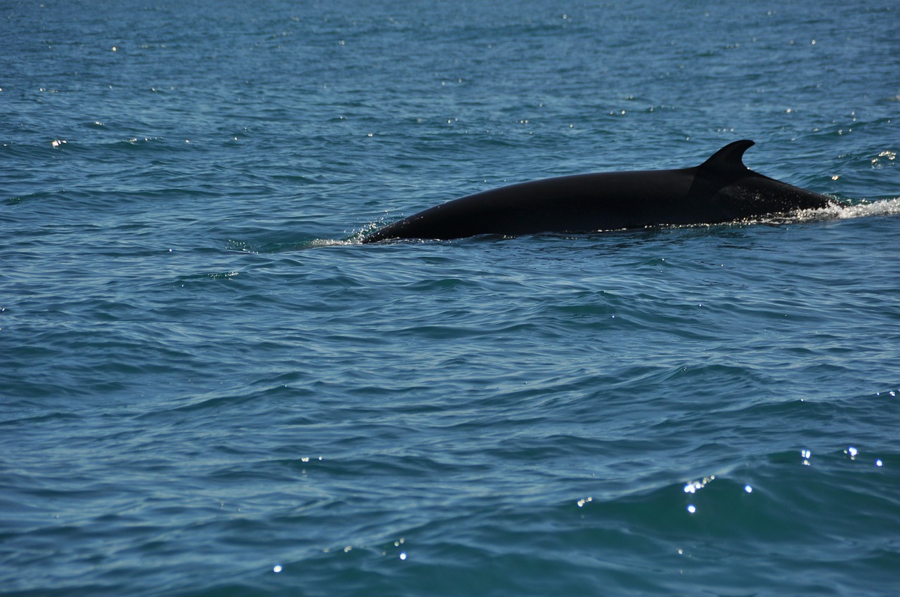 minke whale wal water free photo