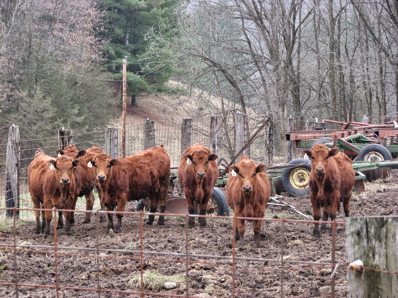 minnesota calves cattle free photo