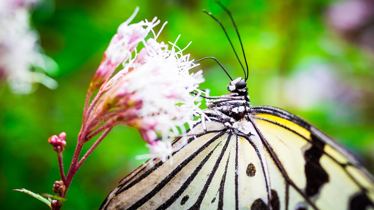 minoo insectarium butterfly free photo