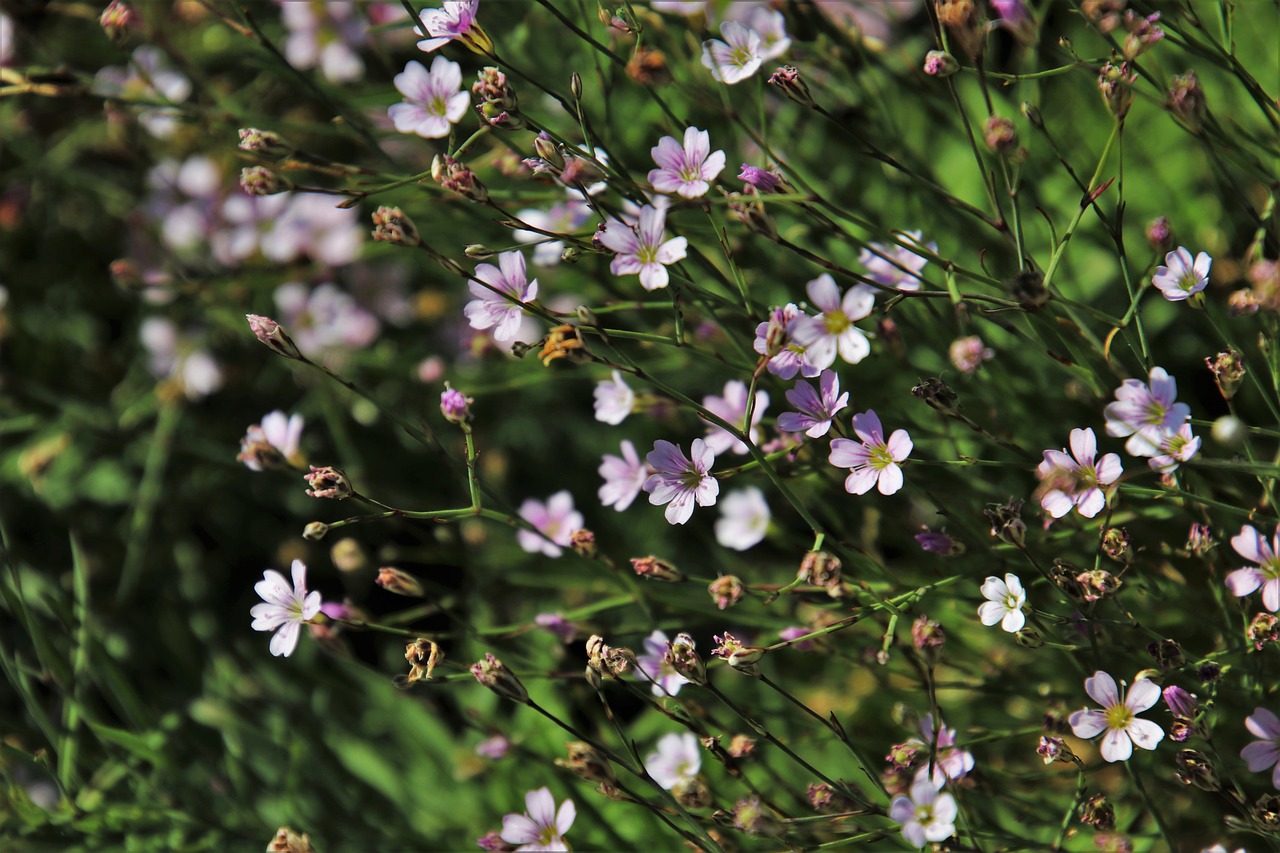 minor  flowers  delicate free photo