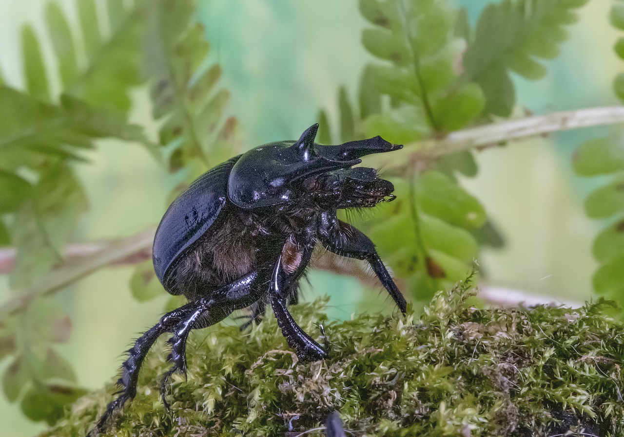 minotaur-beetle  bug  legs free photo