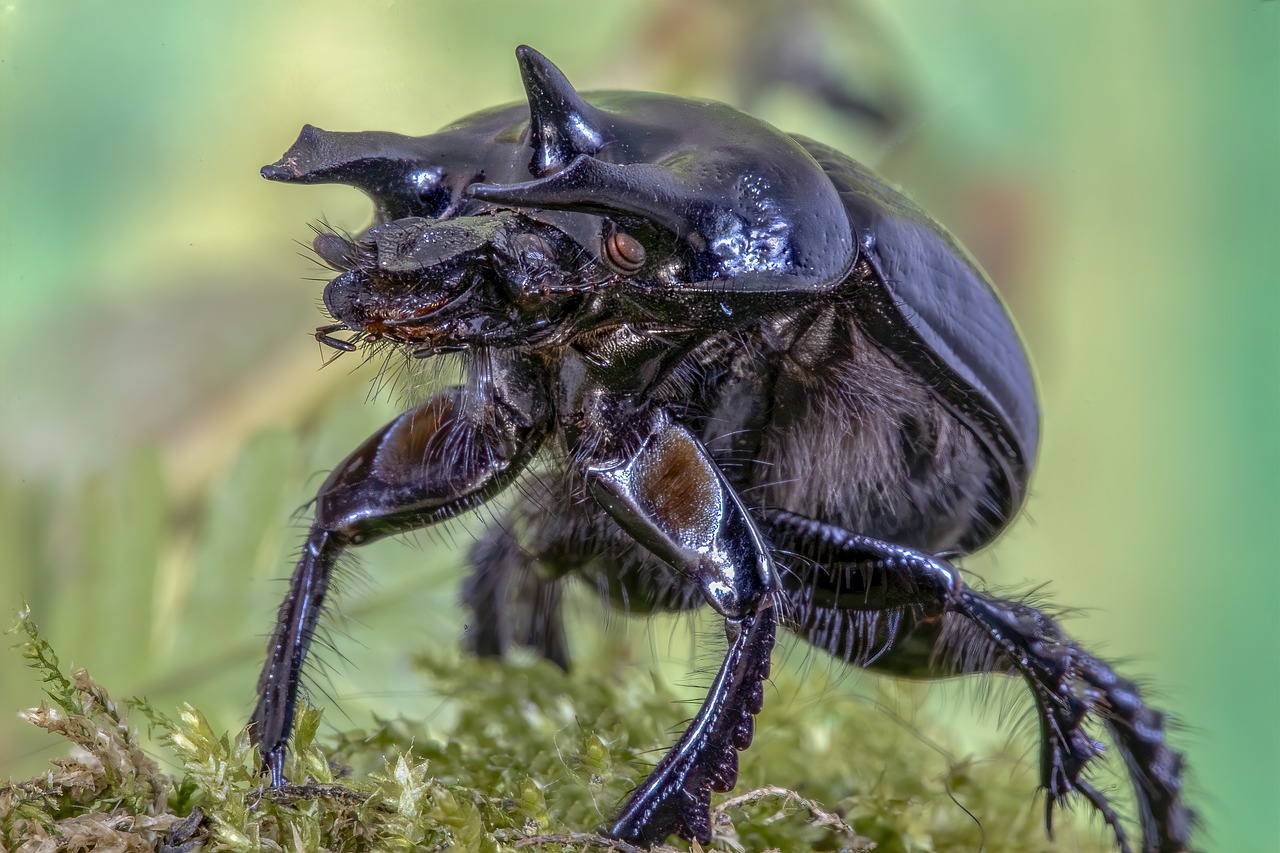 minotaur-beetle  bug  legs free photo