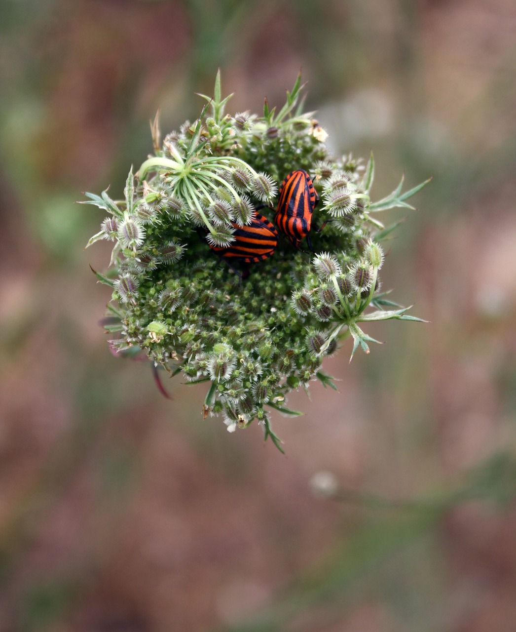 minstrel bug beetle striped-bug free photo