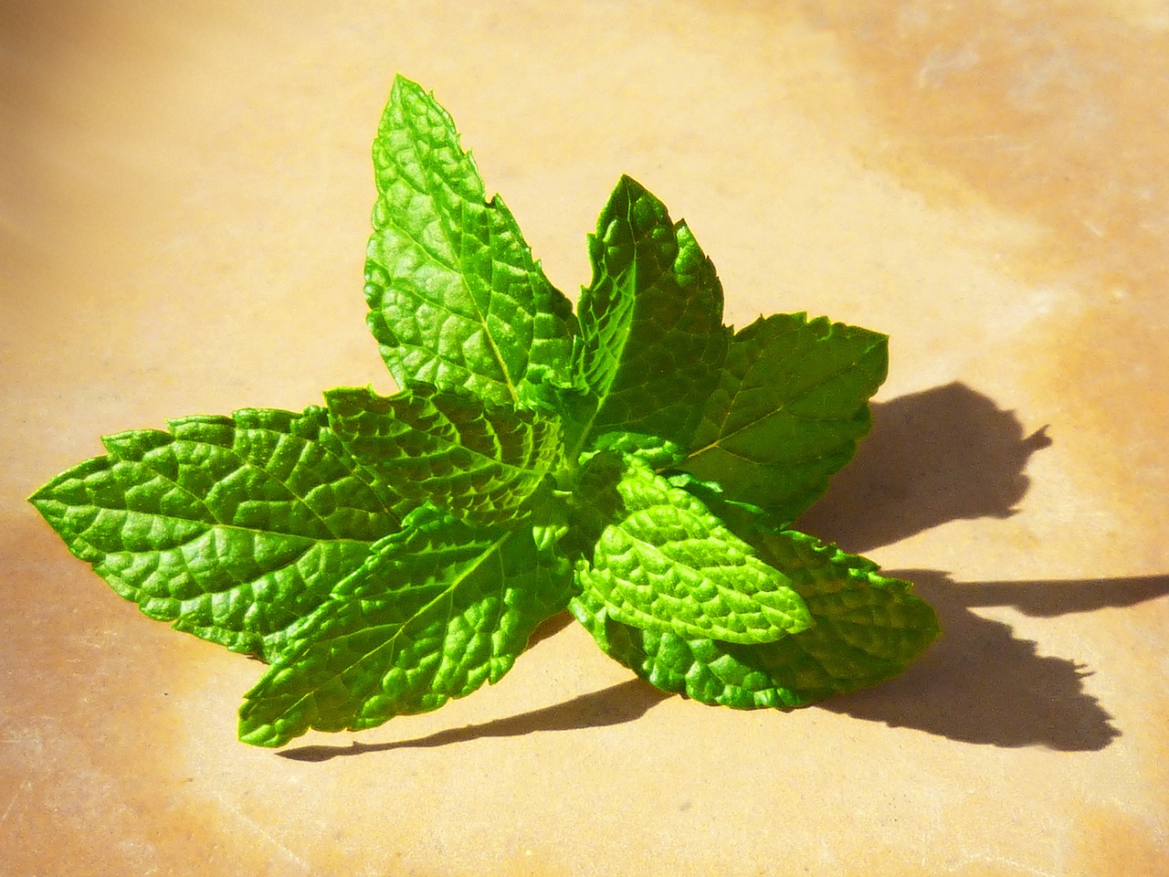 mint fresh leaves free photo