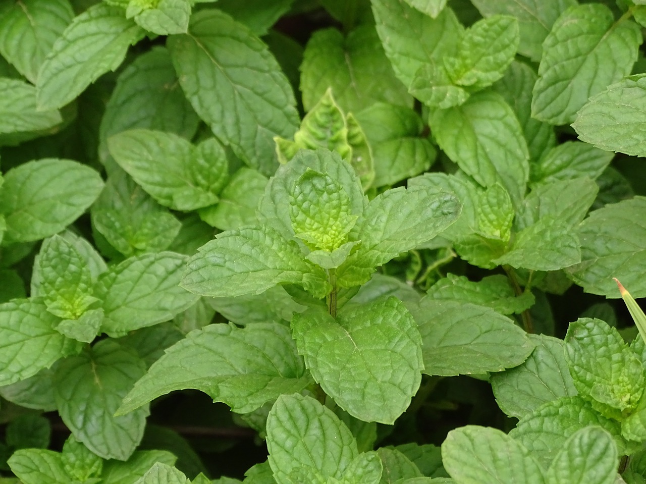 mint gardener macro free photo