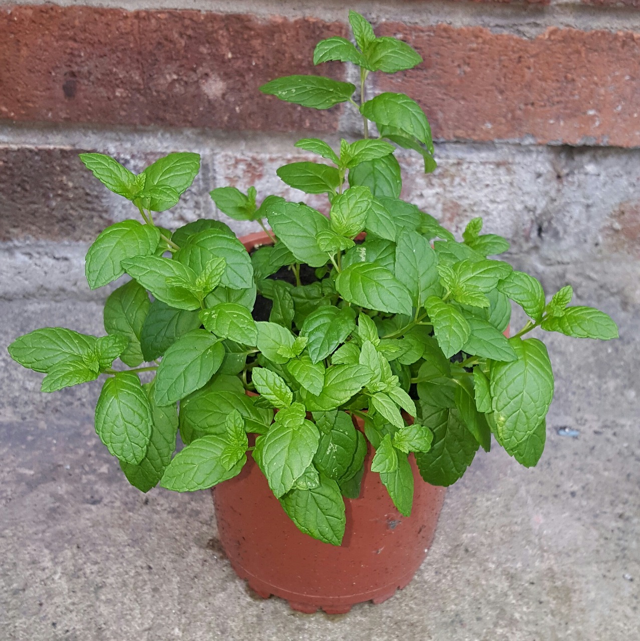 mint plant herb free photo