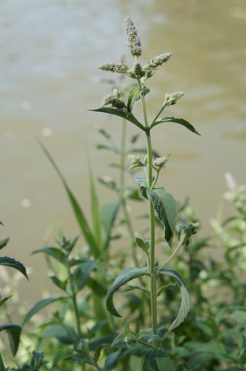 mint plant herb free photo