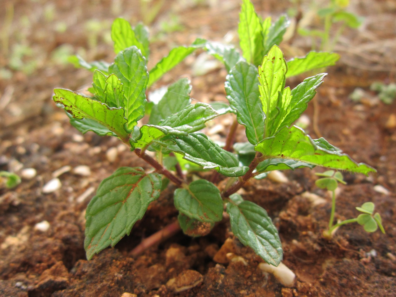 mint peppermint plant free photo
