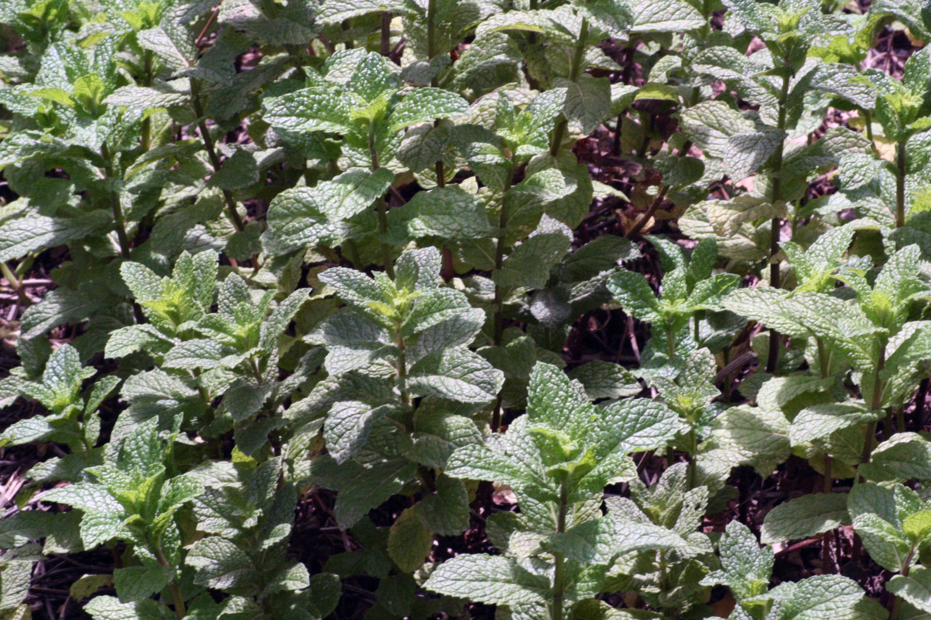 mint plant herb free photo