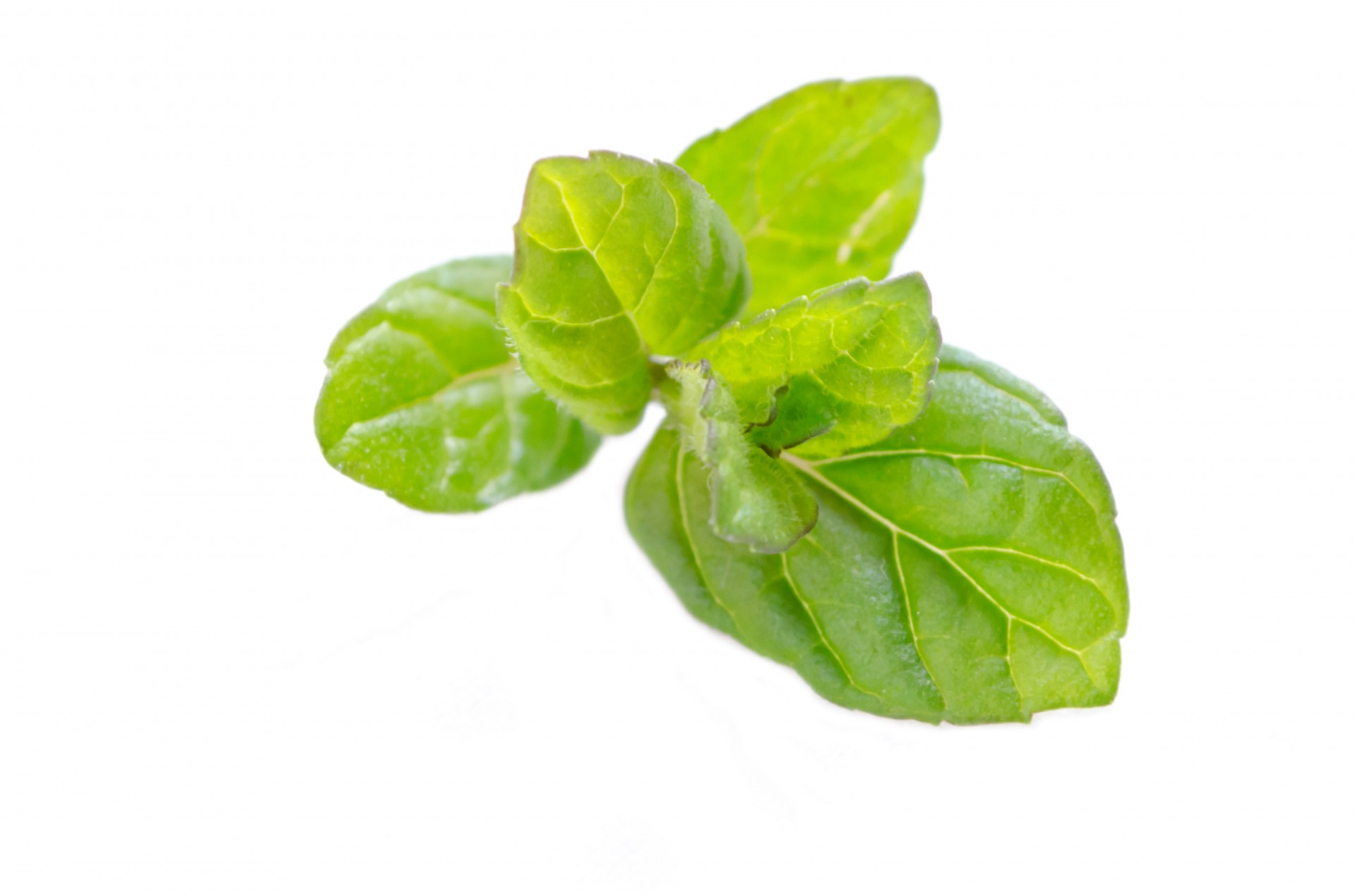 mint leaf peppermint free photo