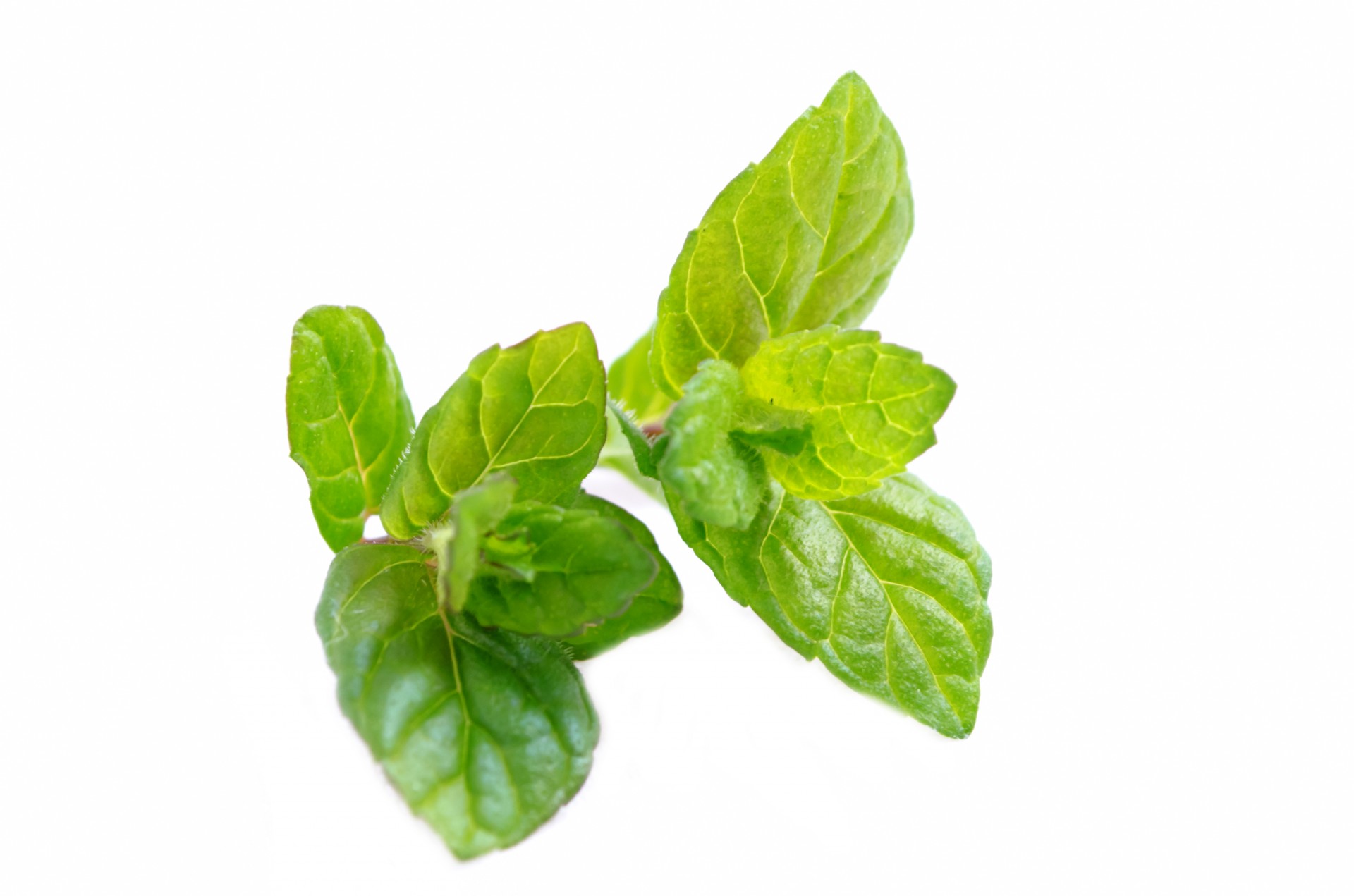 mint leaf peppermint free photo