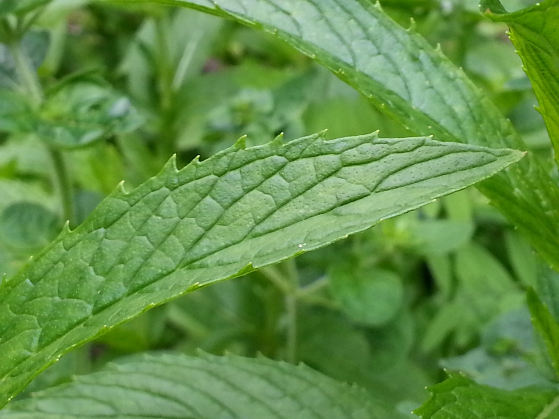 leaf plant garden free photo