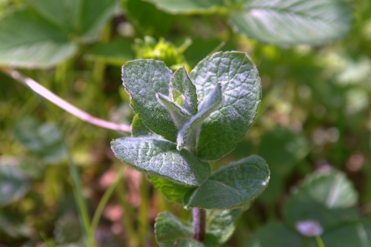 mint plant fresh free photo