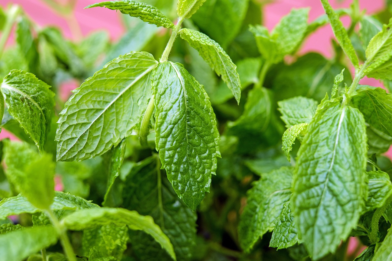 mint peppermint leaves free photo