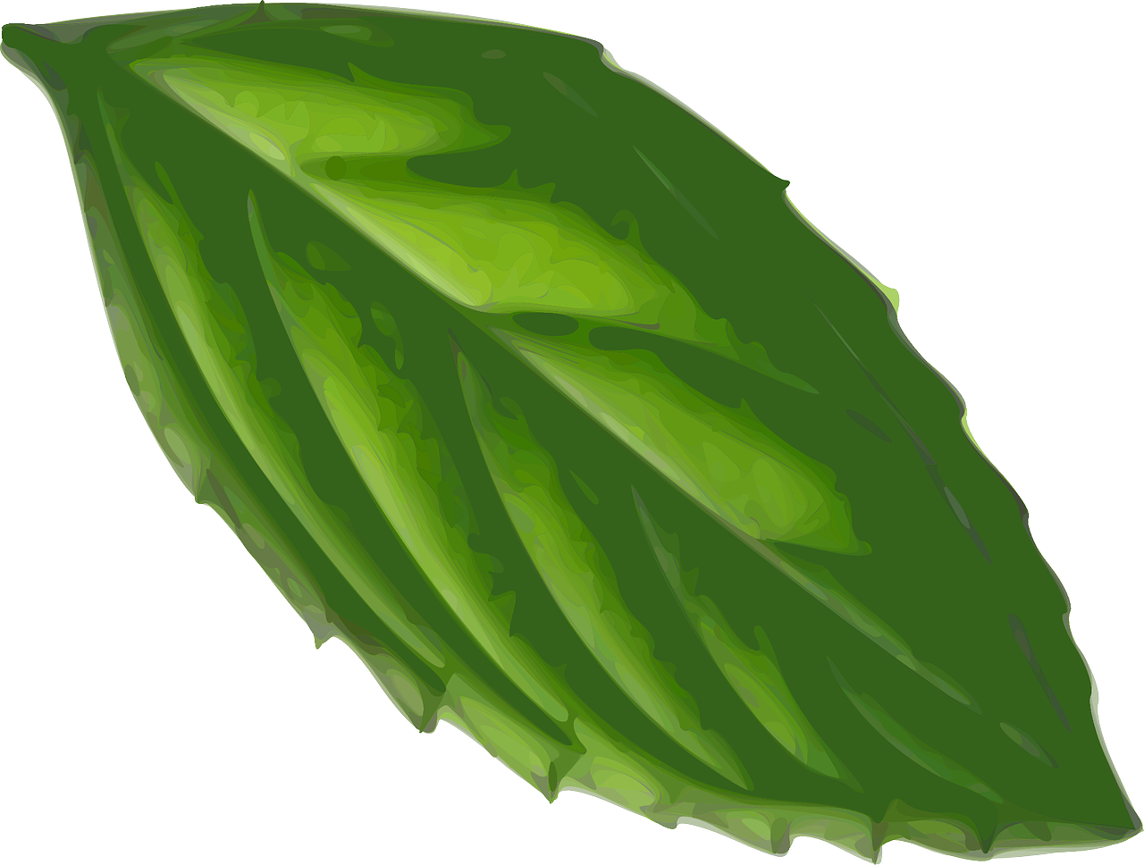 mint leaf plant free photo