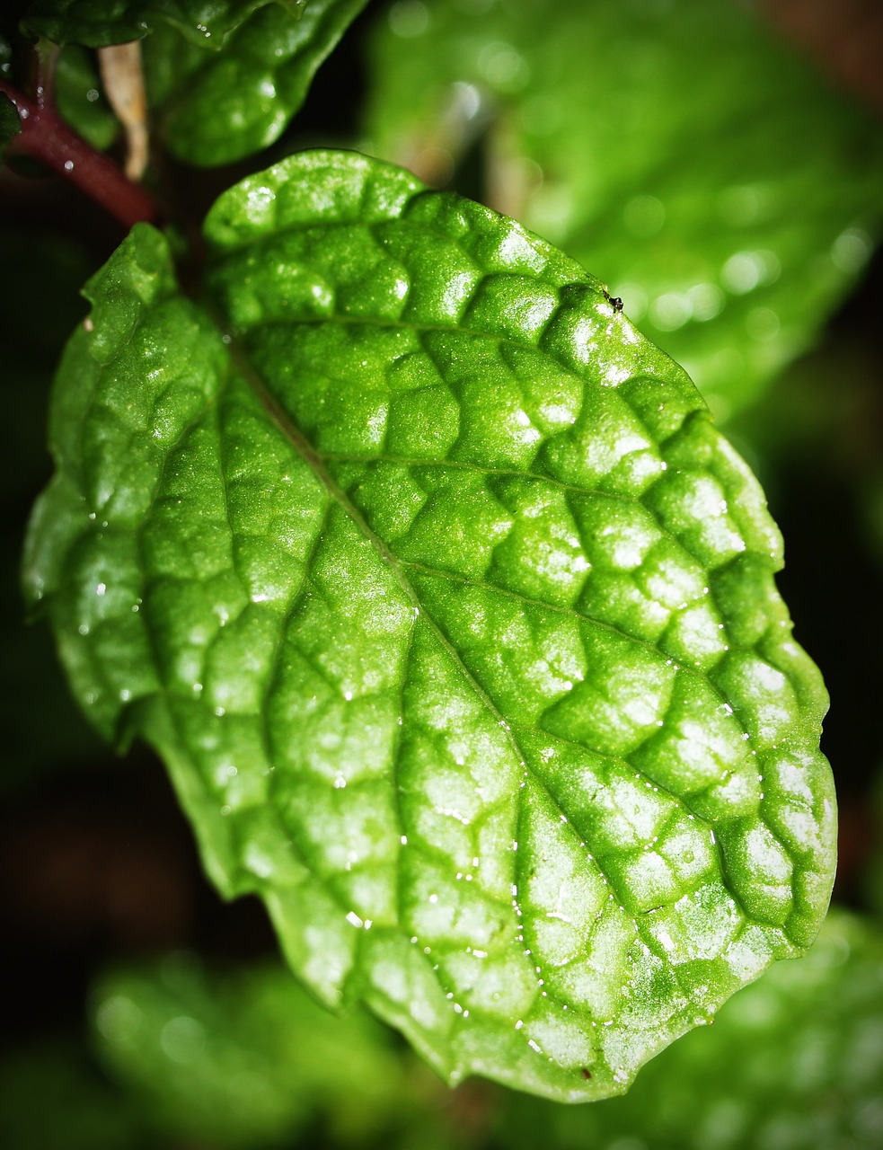 mint leaf menthol free photo