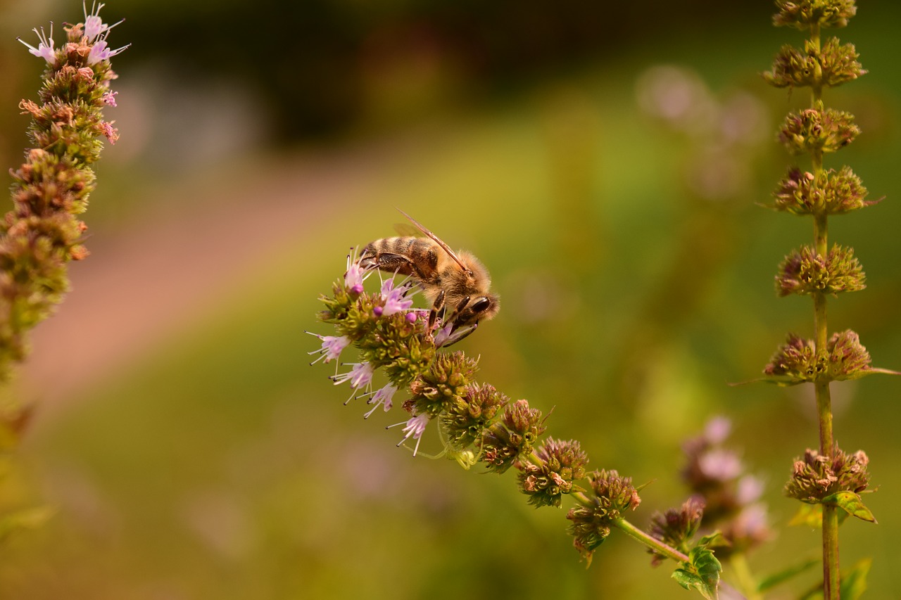 mint minzblüte bee free photo