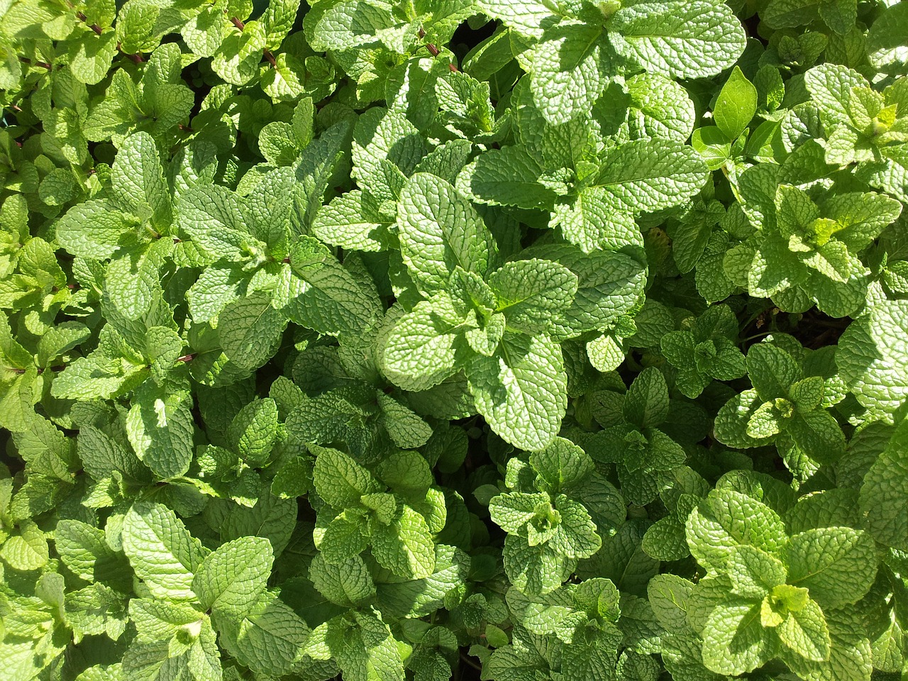 mint herb aromatic free photo