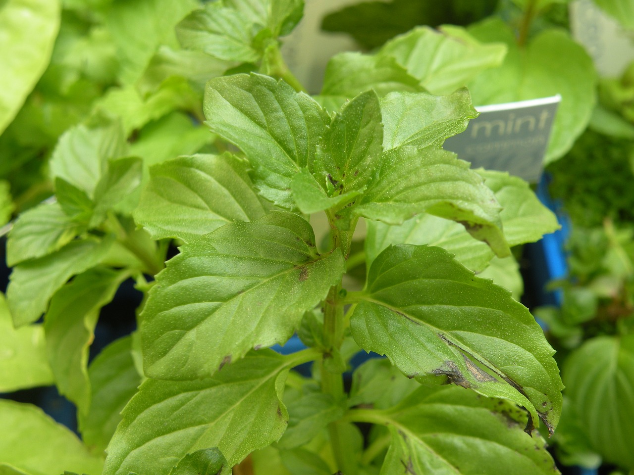 mint plant herb free photo