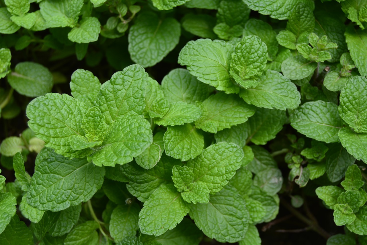 mint green leaf plant free photo