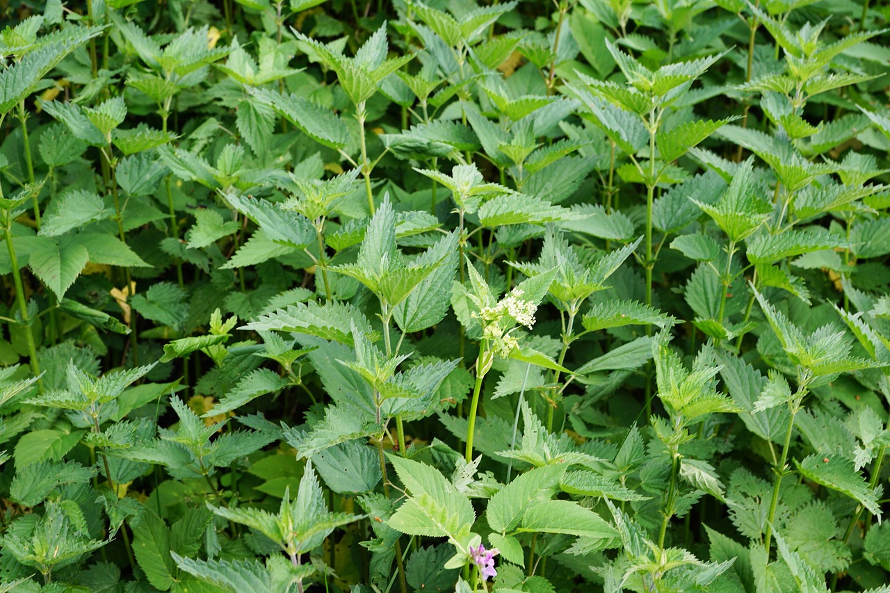 mint peppermint garden free photo