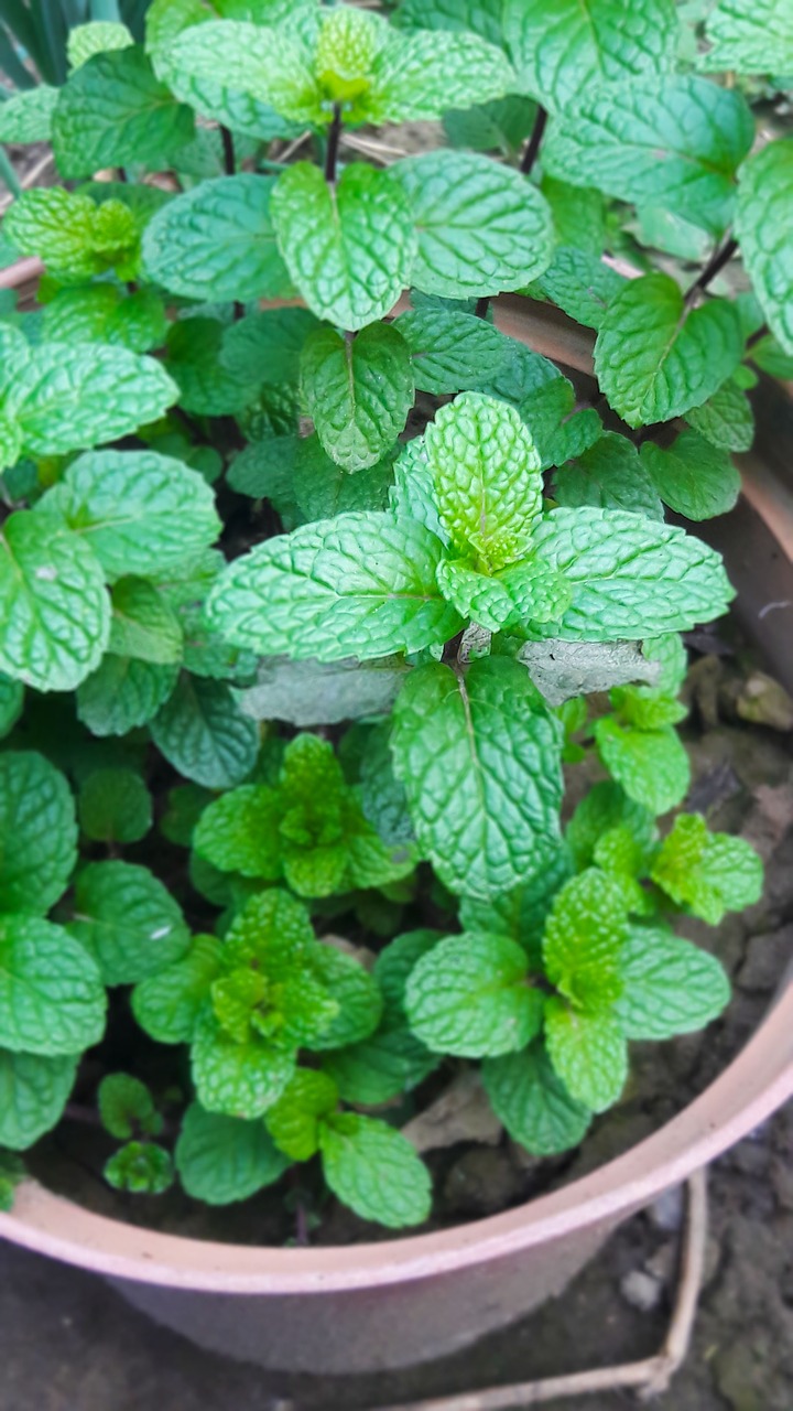 mint bonsai green free photo