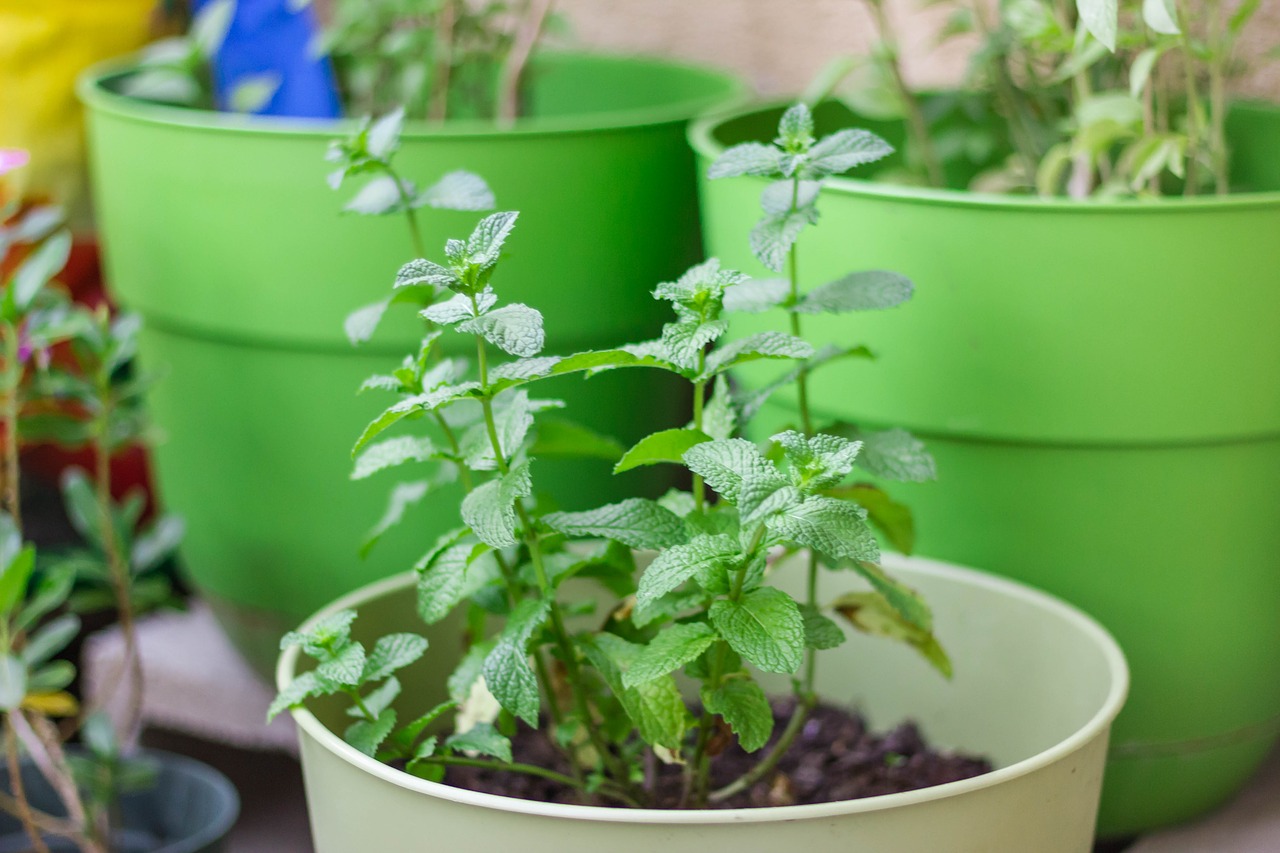 mint plants garden free photo