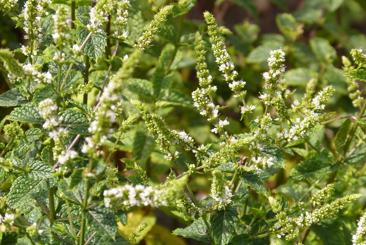 mint herb tea free photo