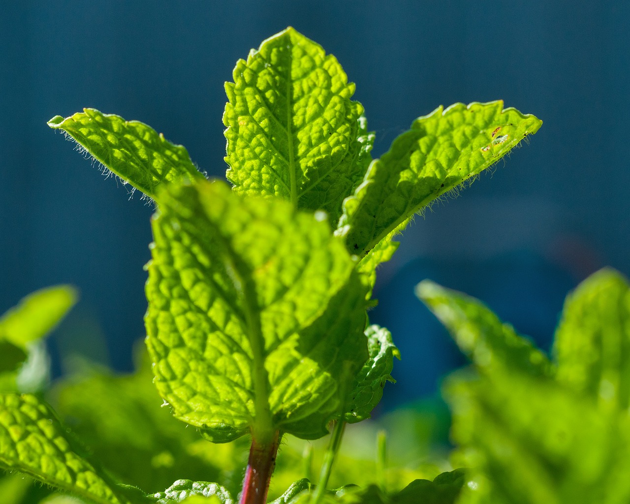 mint peppermint green free photo