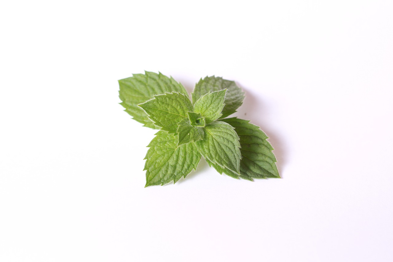 mint food tea free photo