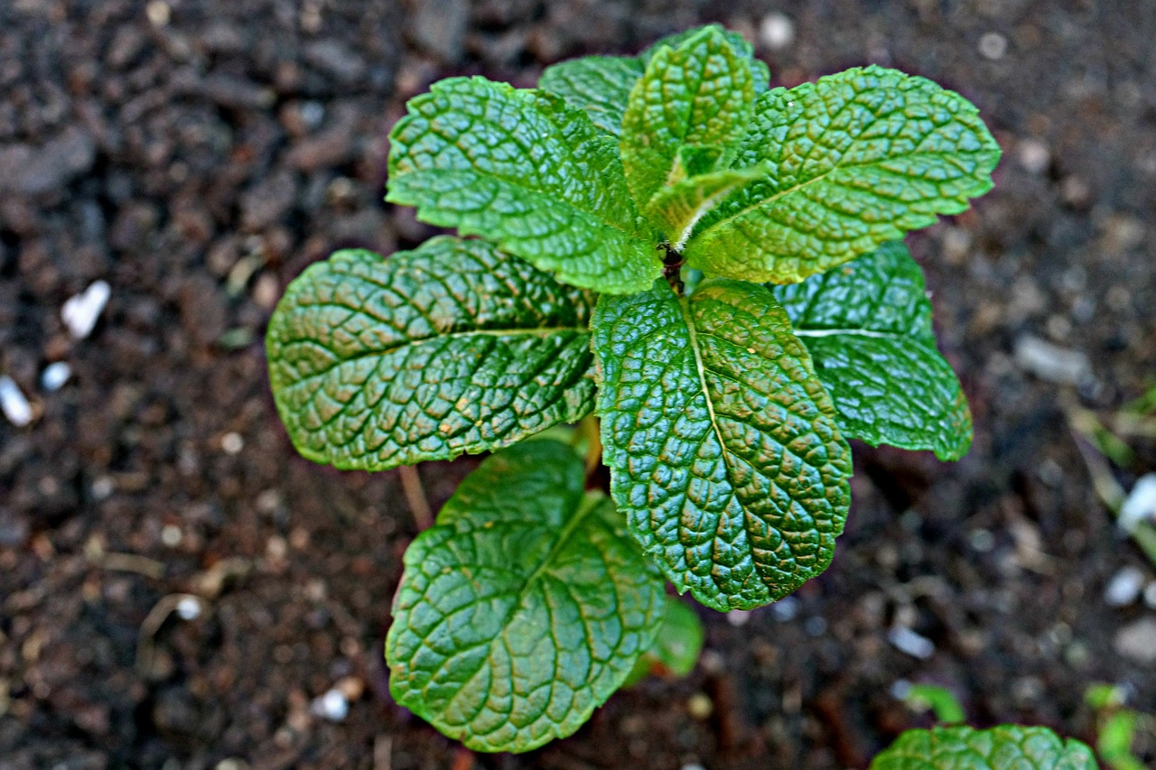 mint green fingers vegetable patch free photo