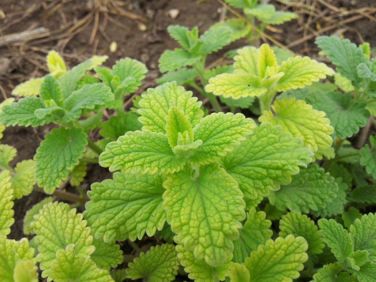 mint herb leaves free photo