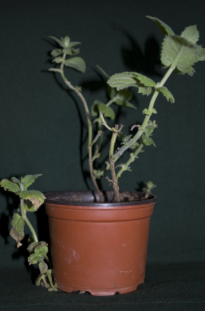 mint herbs flowerpot free photo