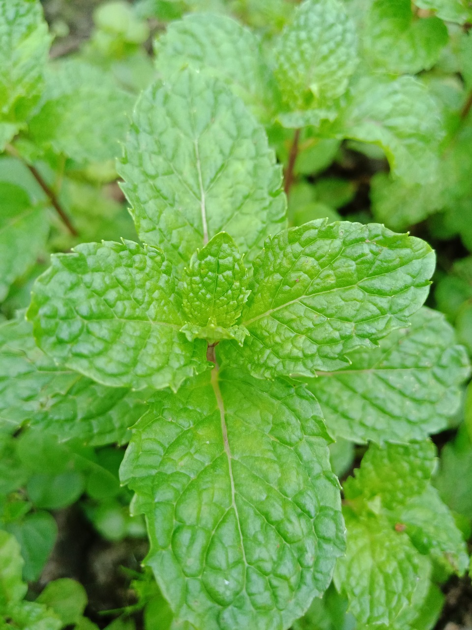 mint  green  herb free photo