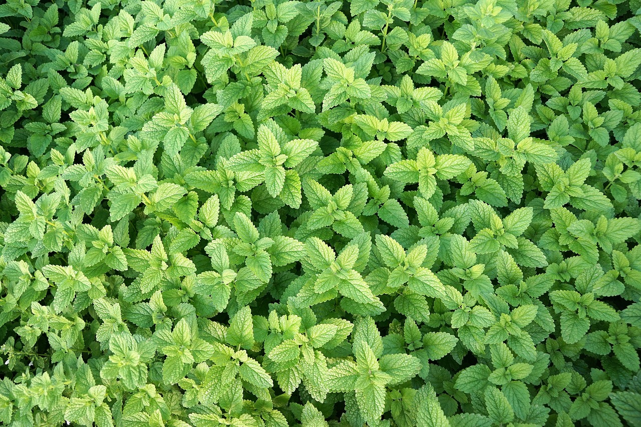 mint  herb  healthy free photo