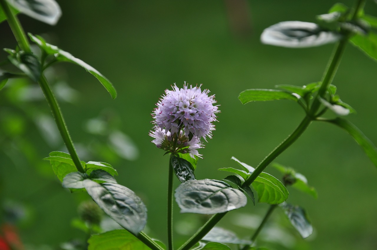 mint  flower  summer free photo