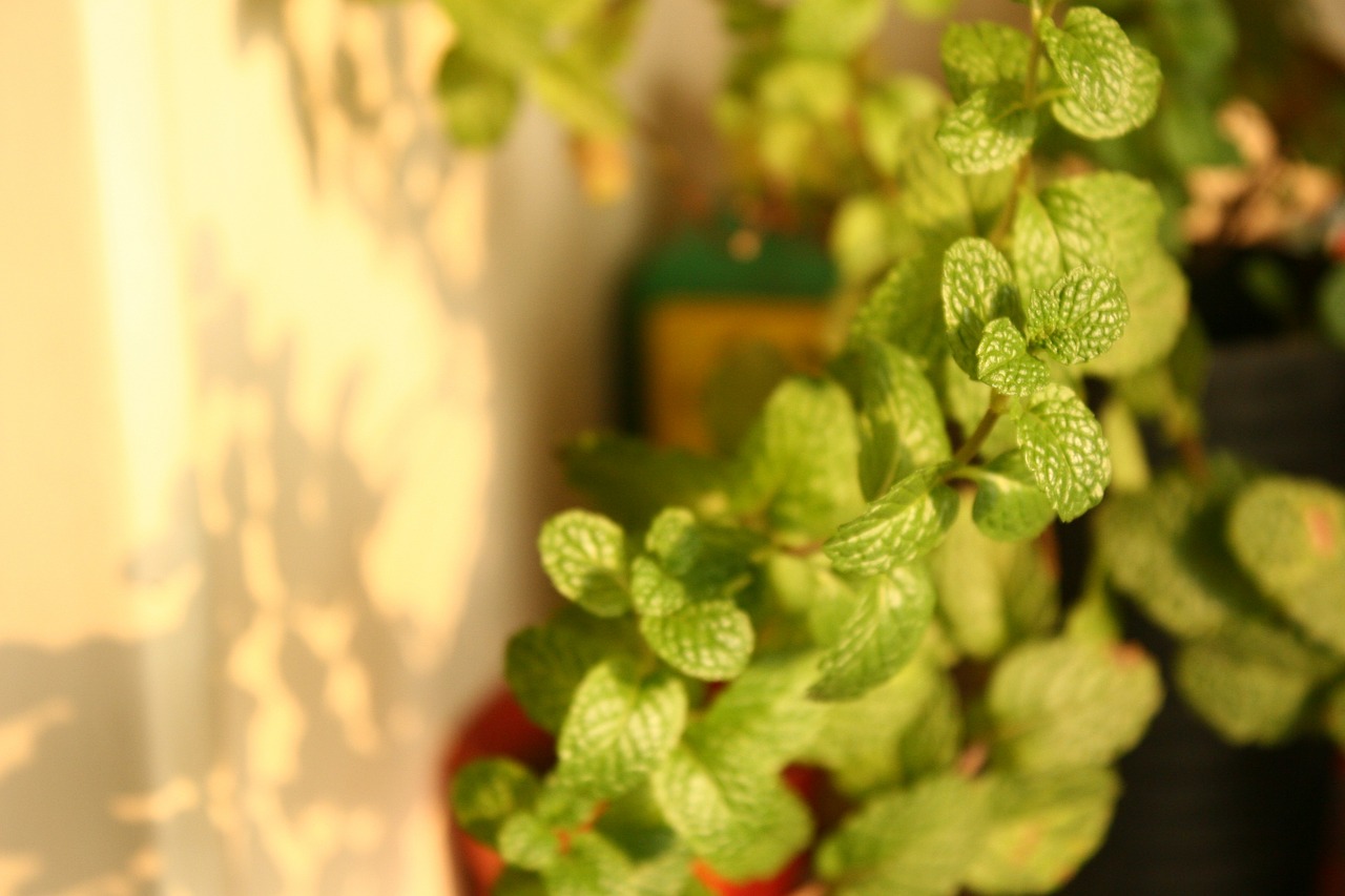 mint plant green plants free photo