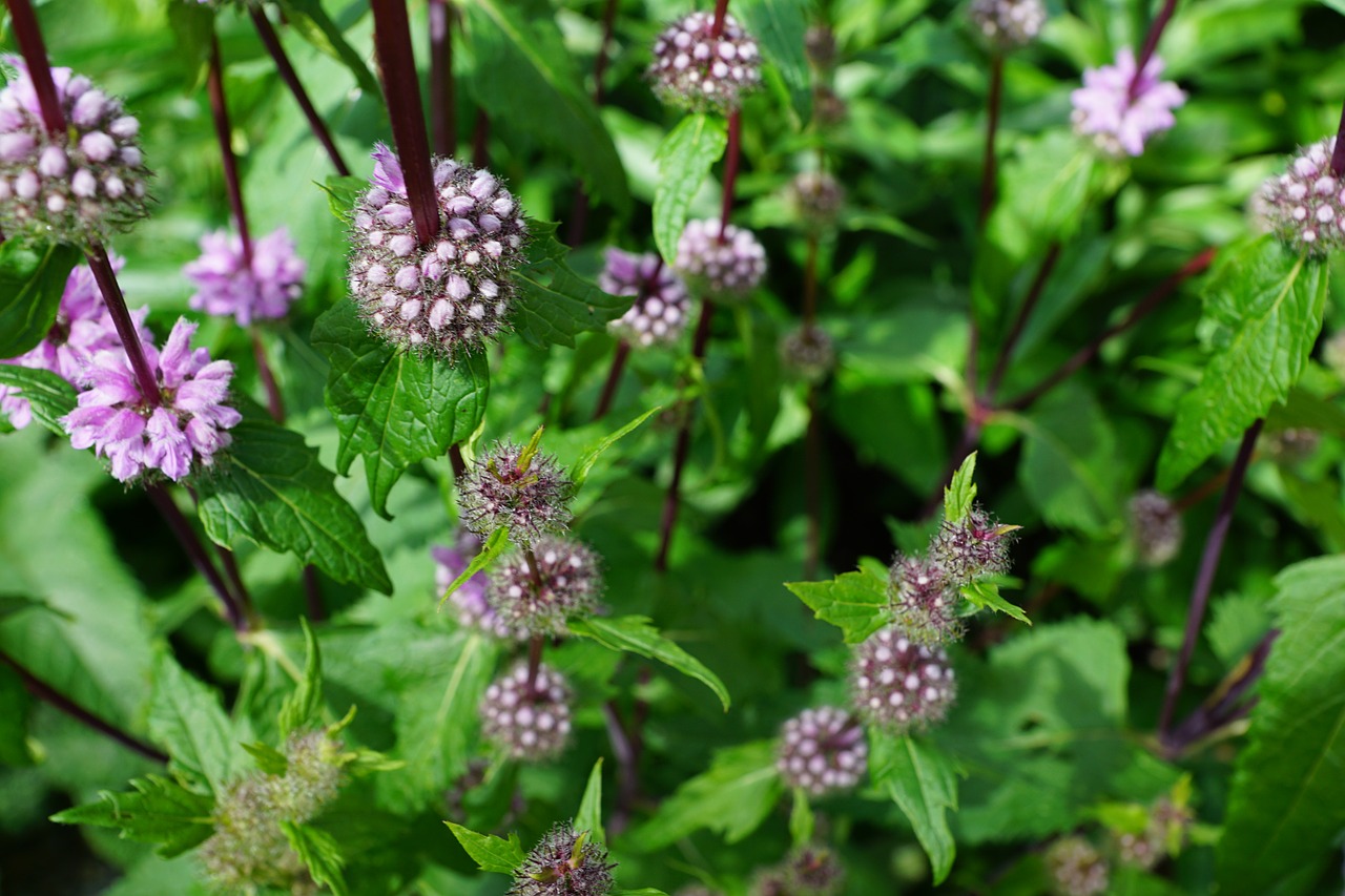 mint herbs flower free photo