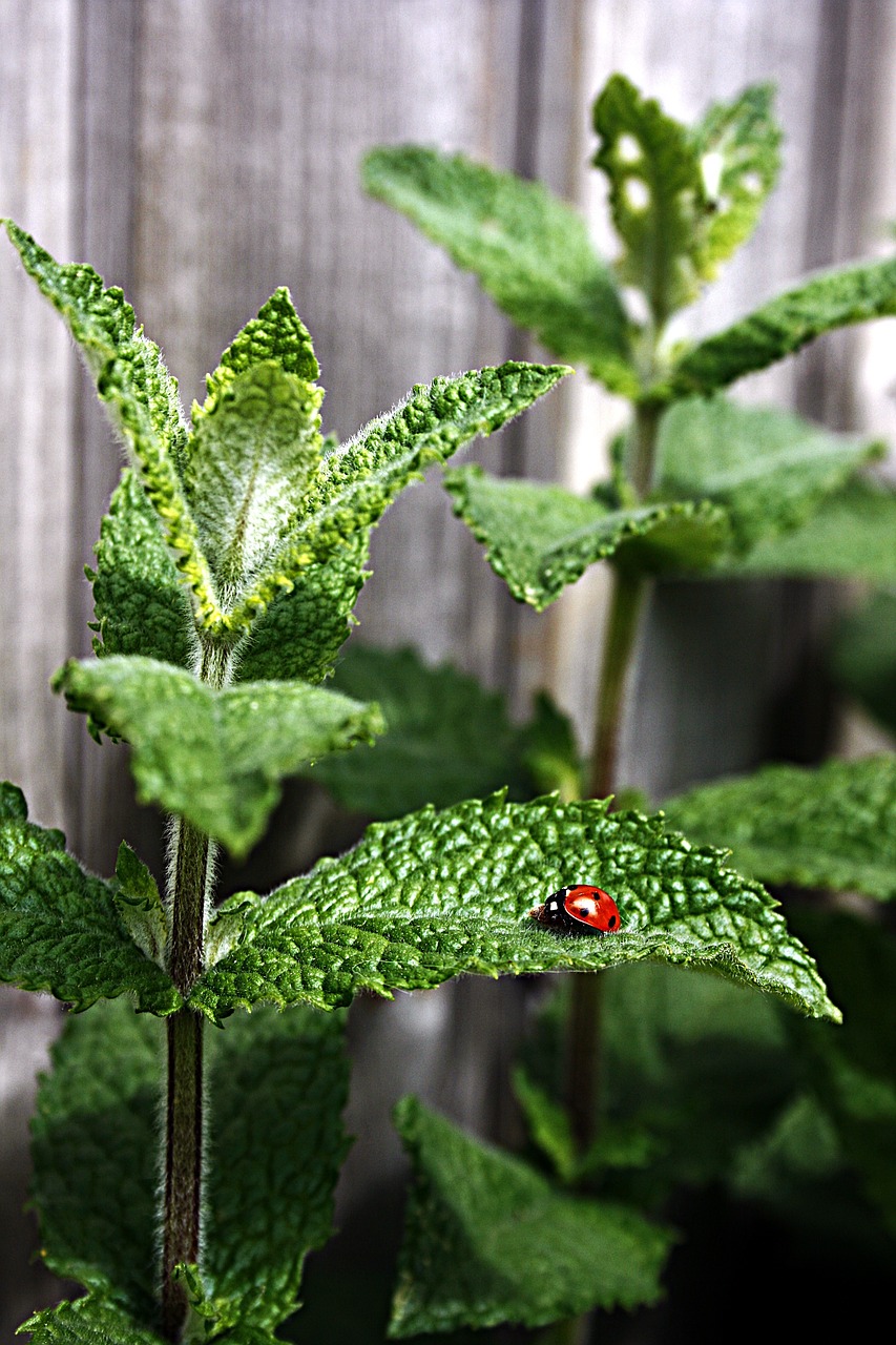 mint peppermint ladybug free photo